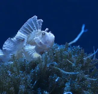 Atlantis Aquarium Madrid