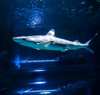 Lanzarote Aquarium