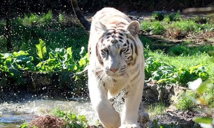Zoo de Santillana